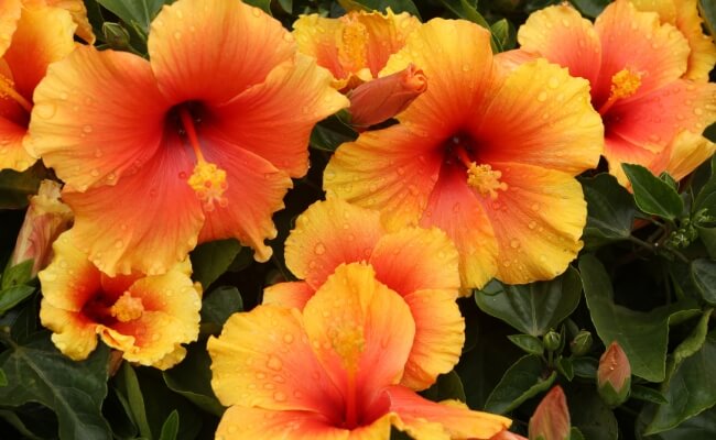 Kembang Sepatu (Hibiscus rosa-sinensis)