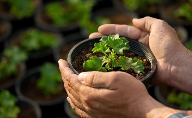 Kriteria Utama Kontraktor dalam Memilih Tanaman