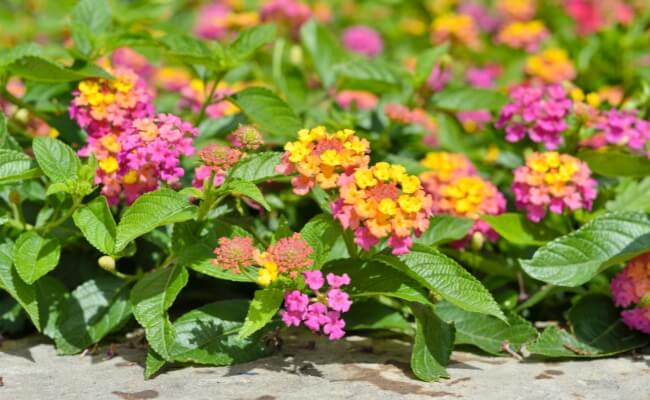Lantana camara