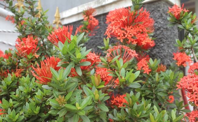 Soka (Ixora)