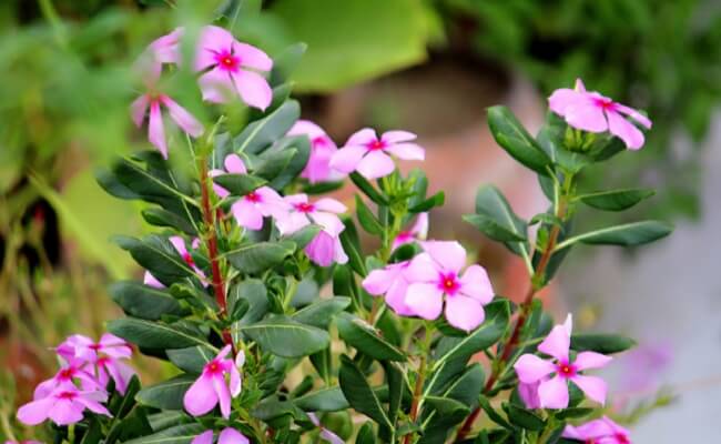 Tapak Dara (Catharanthus roseus)