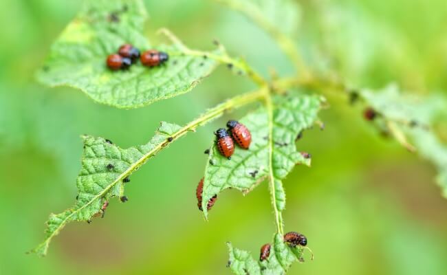 5 Tanaman Anti Hama untuk Taman Sehat dan Ramah Lingkungan Banner
