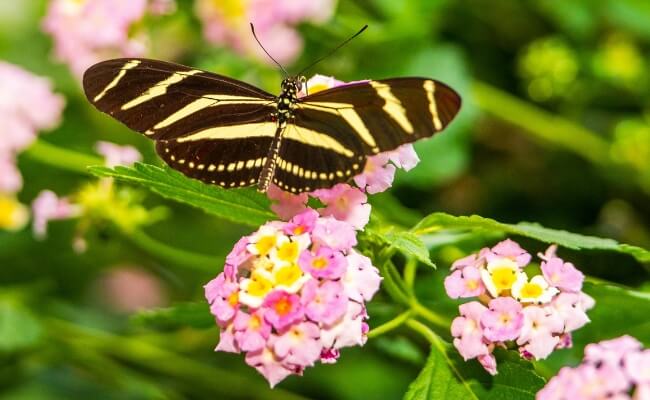 9 Tanaman Bunga Tahunan Favorit Banyak Orang, Indah! Banner