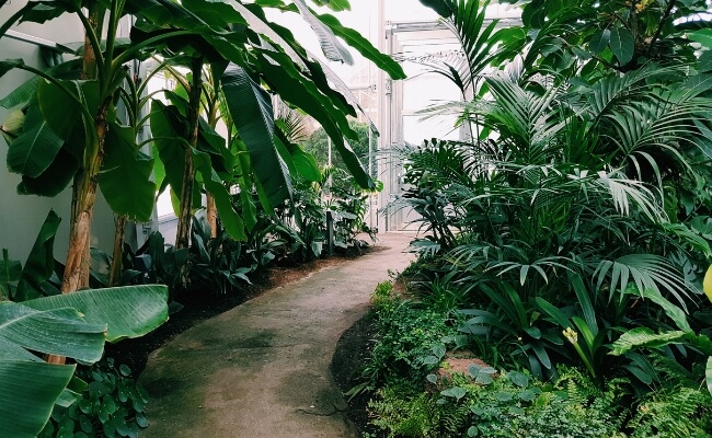 Tanaman yang Umum Digunakan oleh Kontraktor Lanskap? Banner