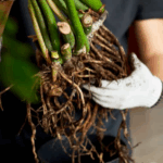 Musim Hujan Tiba: Tips Penting Mencegah Akar Busuk dan Serangan Jamur pada Tanaman Hias Thumbnail