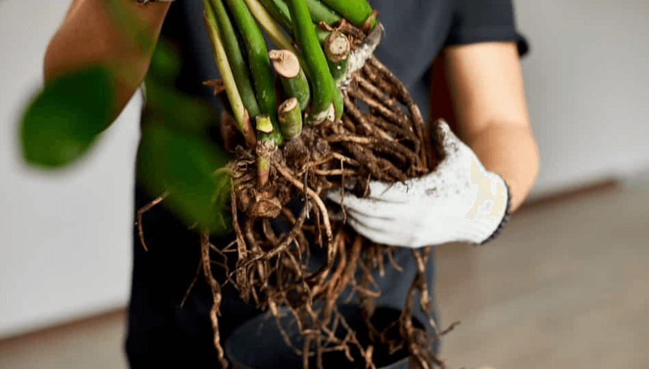 Musim Hujan Tiba: Tips Penting Mencegah Akar Busuk dan Serangan Jamur pada Tanaman Hias Banner