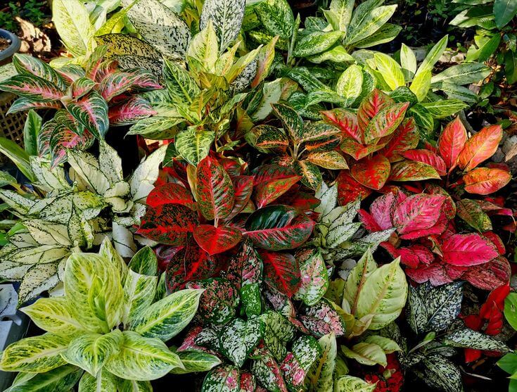 media tanam aglonema dan monstera.1