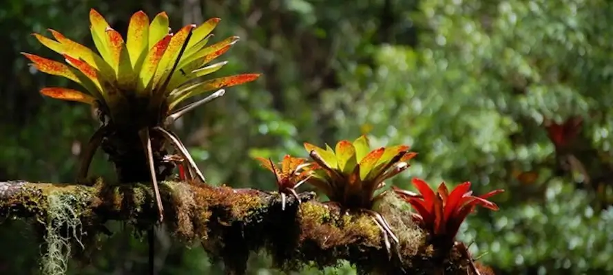Bromelia - Tanaman Tahan Kering
