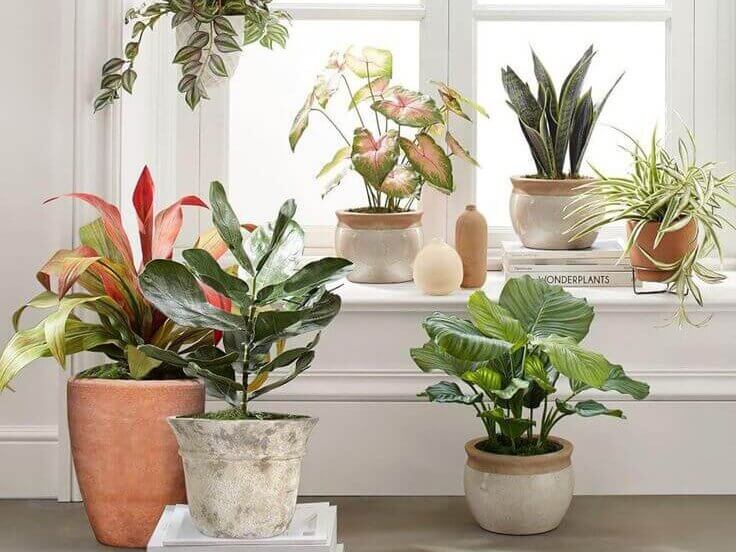 tanaman hias indoor 1