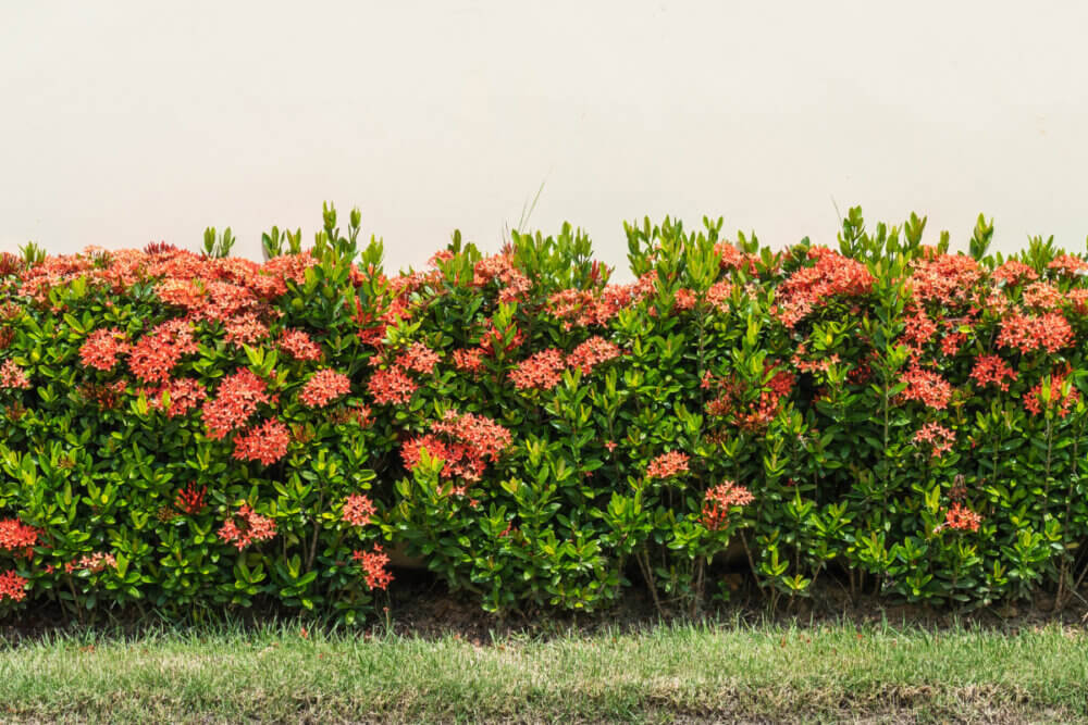 tanaman untuk privasi rumah jenis teh-tehan sebagai pagar hidup 2