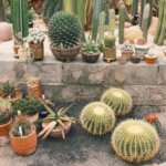 Ide Taman Kering Minimalis: Solusi Hemat Air tapi Tetap Estetik Thumbnail