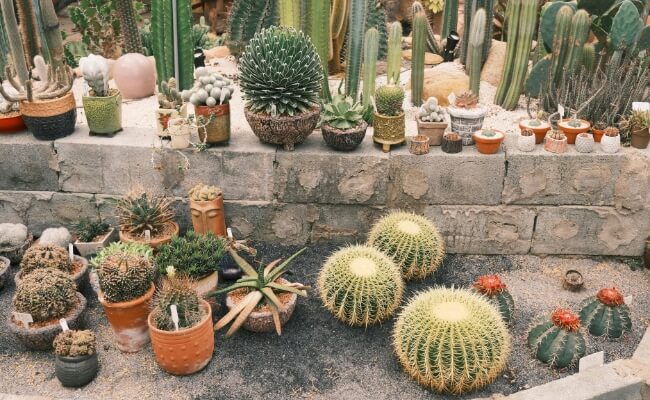 Ide Taman Kering Minimalis: Solusi Hemat Air tapi Tetap Estetik Banner