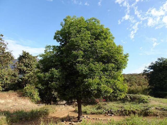 cara membuat rumah sejuk tanpa AC 3