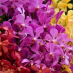 5 Tanaman Membawa Rejeki dan Hoki untuk Rumah Anda Thumbnail