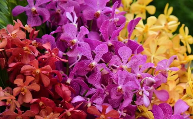 5 Tanaman Membawa Rejeki dan Hoki untuk Rumah Anda Banner