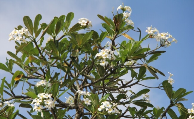 7 Tanaman yang Bagus untuk Ditanam di Depan Rumah Banner