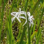 5 Tanaman yang Bisa Mengurangi Debu dan Menyegarkan Udara Rumah Thumbnail