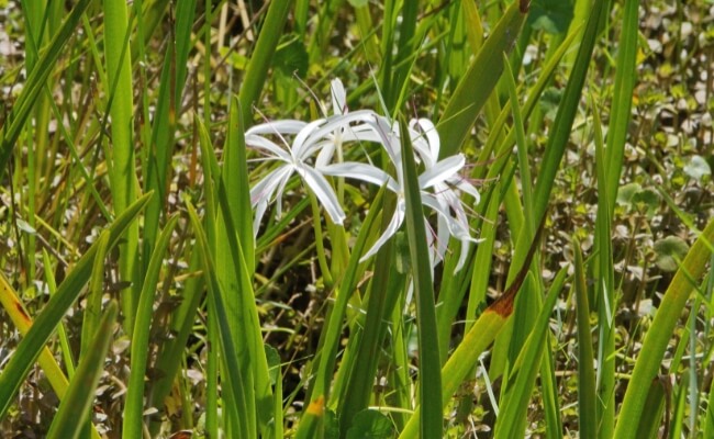 5 Tanaman yang Bisa Mengurangi Debu dan Menyegarkan Udara Rumah Banner