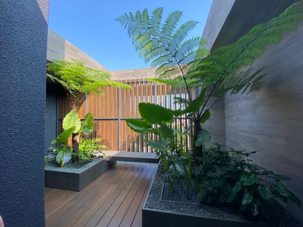 tanaman mudah layu 2