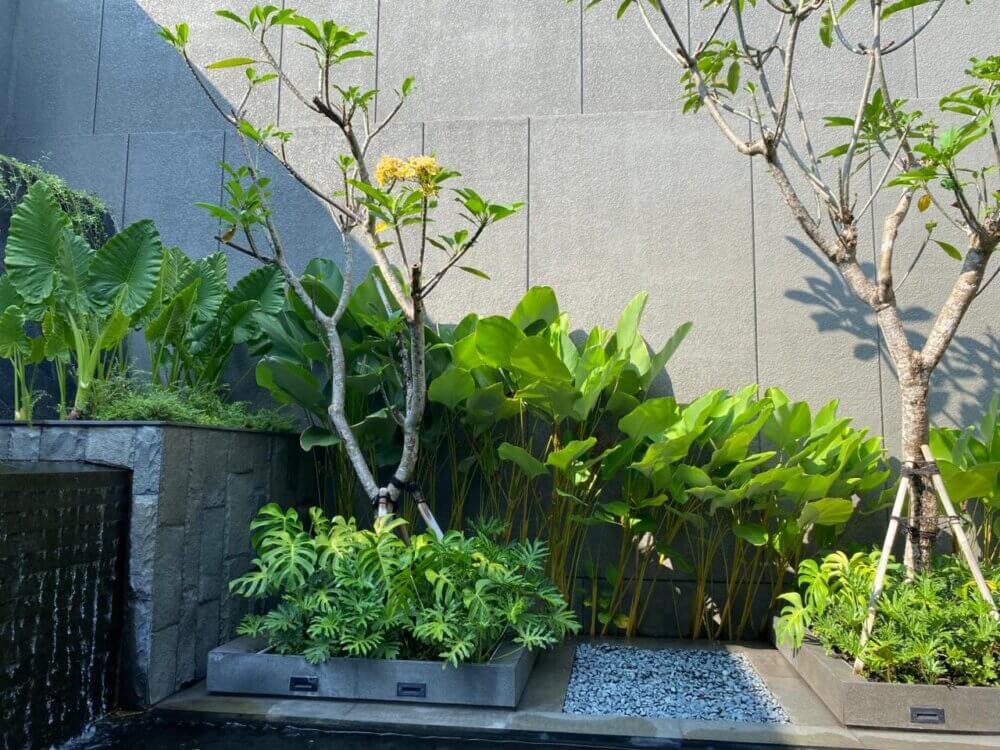 manfaat tanaman hias1