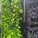 Bagaimana Cara Menyiram Taman Vertikal? Ini Tipsnya! Thumbnail