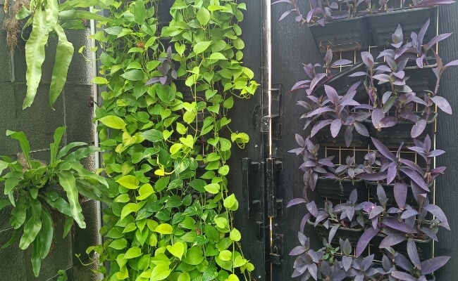 Bagaimana Cara Menyiram Taman Vertikal? Ini Tipsnya! Banner