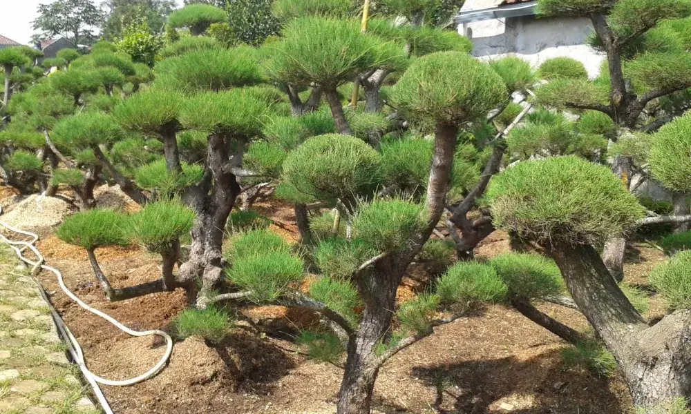 tanaman untuk privasi rumah jenis teh-tehan sebagai pagar hidup 3