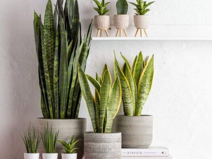 tanaman hias indoor 2