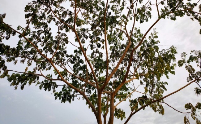 pohon ketapang kencana