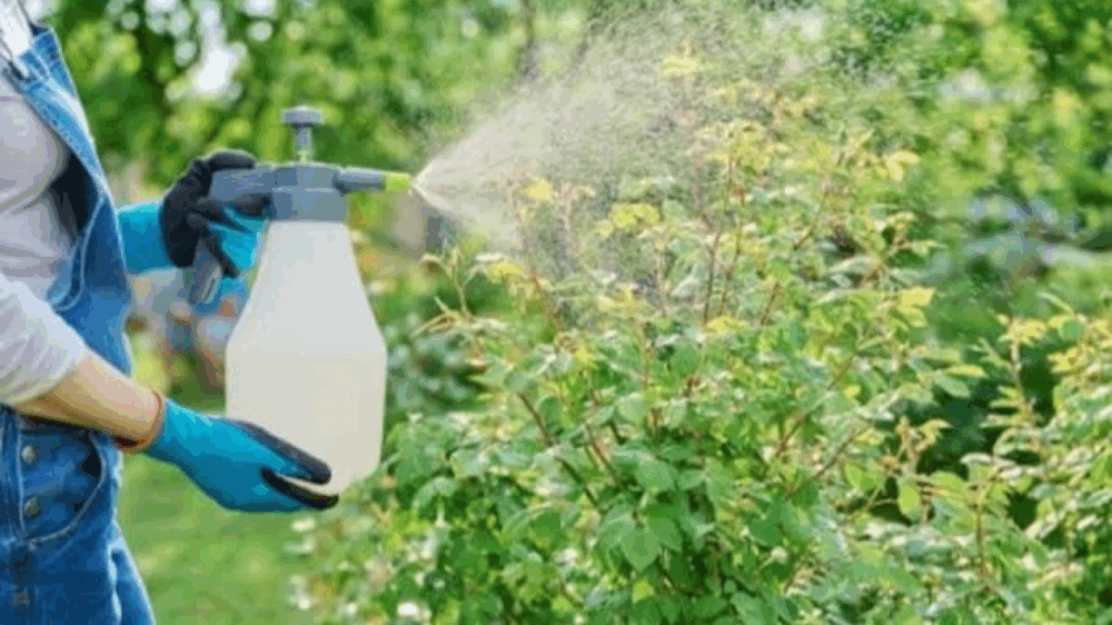 Usir Hama dengan Cairan Pembasmi Hama Organik dari Dapur Banner