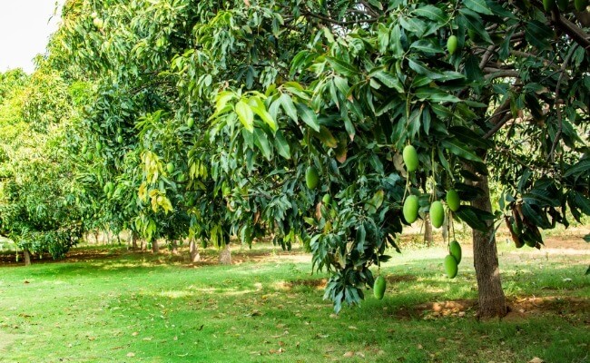 pohon mangga