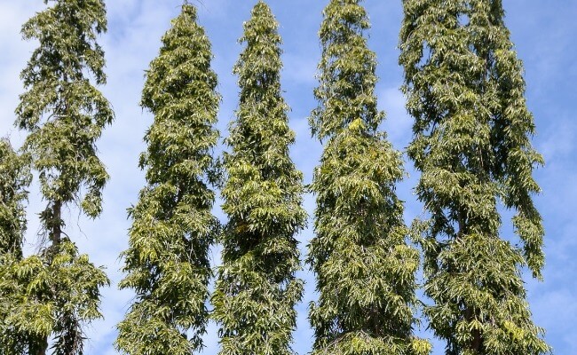 pohon glodokan tiang