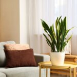 7 Tanaman Tahan Kering untuk Kamu yang Sering Lupa Menyiram Thumbnail