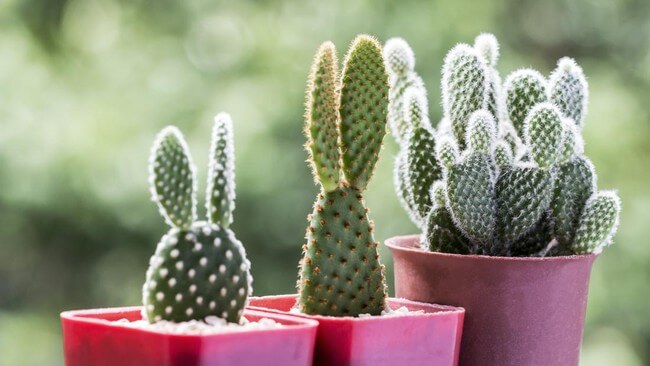 Kaktus - Tanaman Tahan Kering