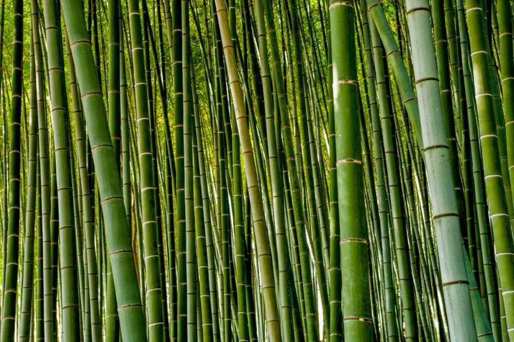 Privasi Tanpa Tembok Tinggi: 7 Tanaman Pagar Hidup untuk Menangkal Pandangan Tetangga Banner