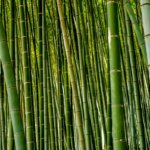 Privasi Tanpa Tembok Tinggi: 7 Tanaman Pagar Hidup untuk Menangkal Pandangan Tetangga Thumbnail