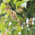 5 Pohon Taman yang Tidak Merusak Pondasi Rumah Thumbnail