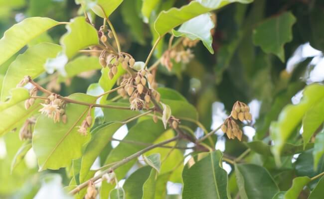 5 Pohon Taman yang Tidak Merusak Pondasi Rumah Banner
