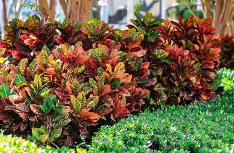 Tanaman Jadul Populer.2