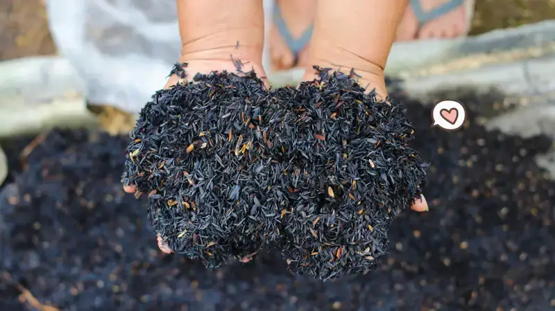 media tanam aglonema dan monstera.3