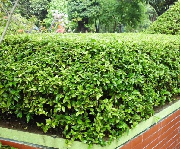 tanaman untuk privasi rumah jenis teh-tehan sebagai pagar hidup 1
