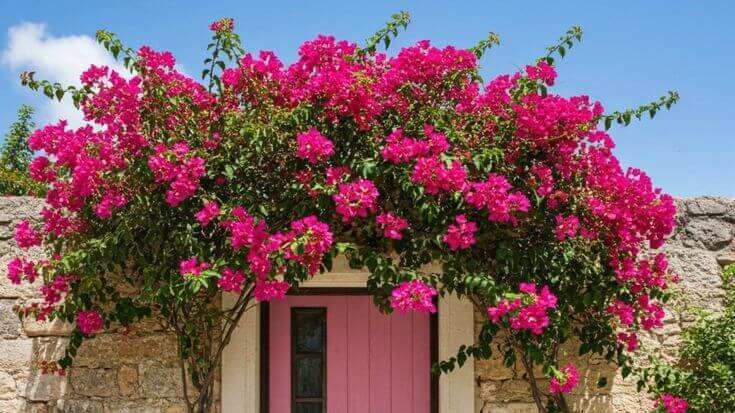 tanaman hias tahan panas.1