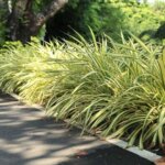 Tanaman Penutup Tanah Terbaik untuk Taman Lahan Sempit Thumbnail