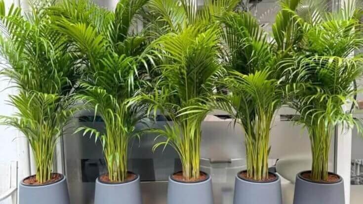 tanaman hias tahan panas.3