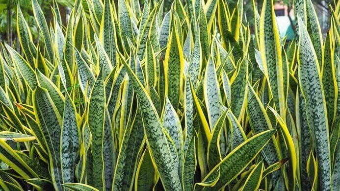 tanaman hias tahan panas.2