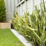 5 Tanaman Hias Tahan Panas yang Tetap Cantik Meski di Bawah Terik Matahari Langsung Thumbnail