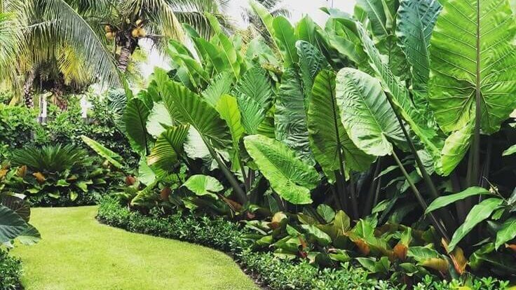 Low Maintenance Garden.2