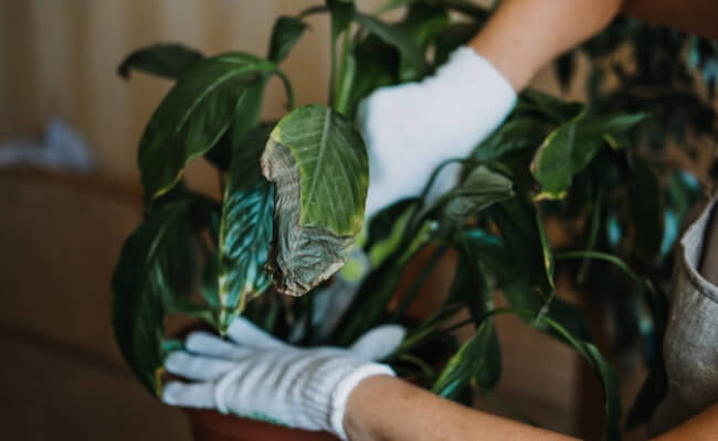 Kenapa Banyak Taman Rusak dalam 6–12 Bulan Pertama? Banner