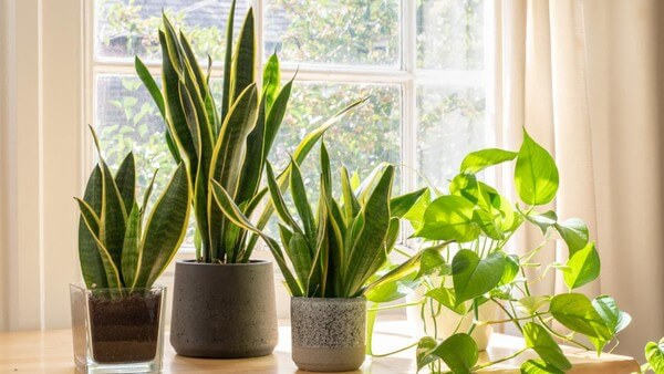 tanaman anti polusi di teras rumah 1