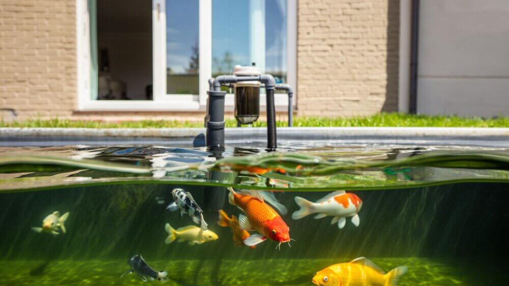 mengatasi lumut berlebih di area taman dan kolam 2